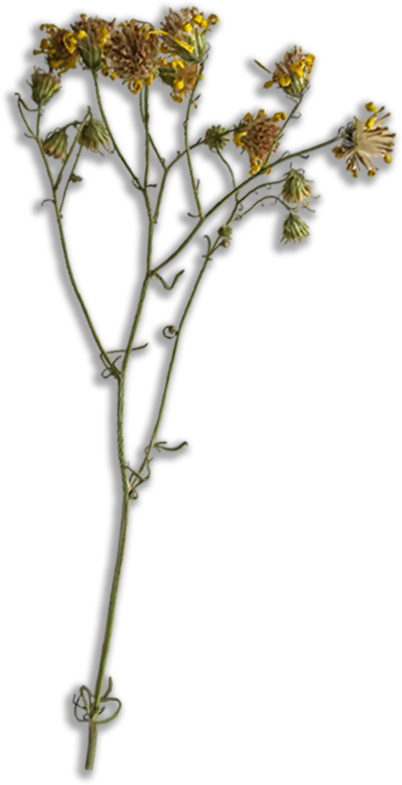 flower3